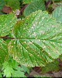 Anthracnose on blackberry leafs