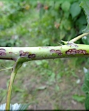 Anthracnose on blackberry canes