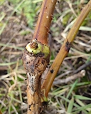 Crown Gall blackberry disease