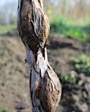 Crown Gall disease on blackberry canes