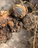 Crown Gall on blackberry roots