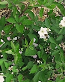 Osage bramble flower