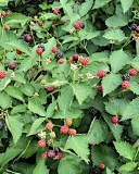 Osage bramble bush