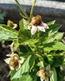 Babycakes blackberry cultivar