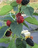 Black Gem blackberry plants
