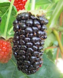 Black Gem bramble berries