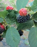 Black Gem fruit