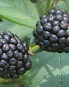 Sweetie Pie blackberry