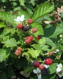Sweetie Pie blackberry