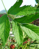 Maple blackberry leaf