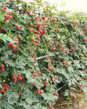 Maple blackberry plants