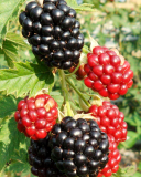 Maple blackberry variety