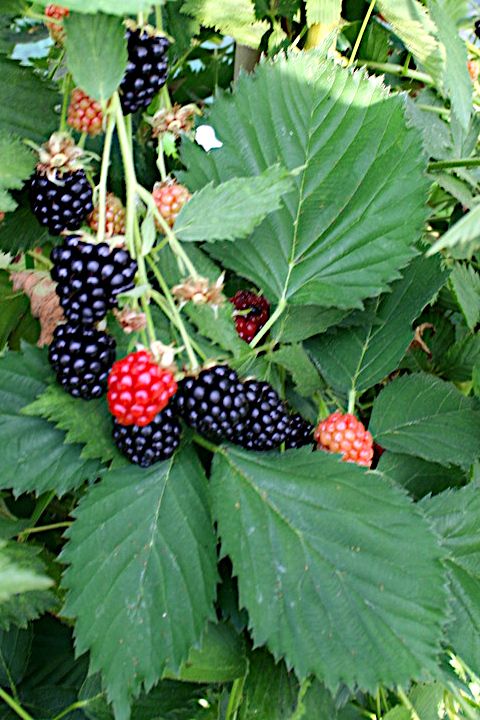 DownHome Harvest® 'Navaho' Thornless Blackberry – Southern Living Plants