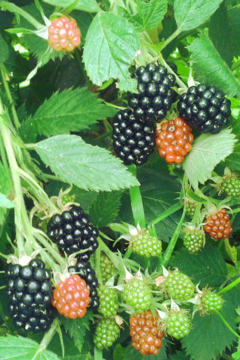 Blackberry Loch Mary - images, description, diseases, cultivation tips ...