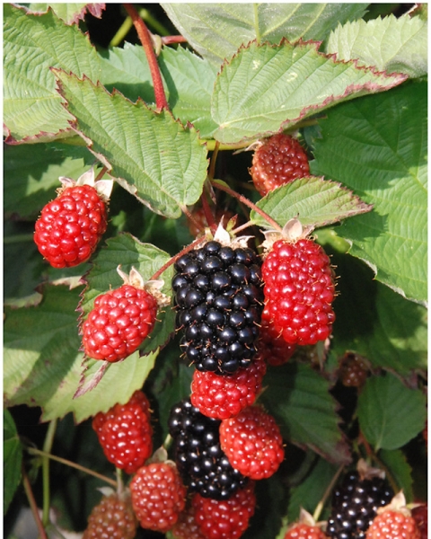 Blackberry Twilight - images, description, diseases, cultivation tips ...