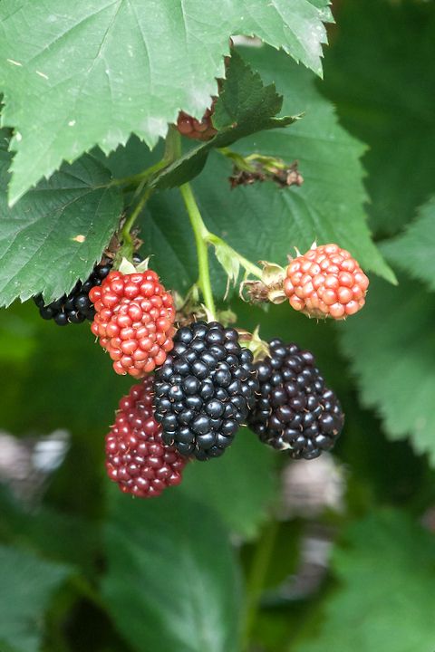 Blackberry Asterina - images, description, diseases, cultivation tips ...