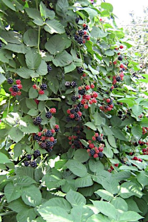 Blackberry Chester Thornless - images, description, diseases ...
