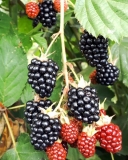 Agate blackberry cultivar