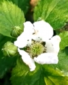 Blackberry variety Reuben flower