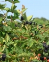 Ponca (Sweet-Ark) blackberry variety plant
